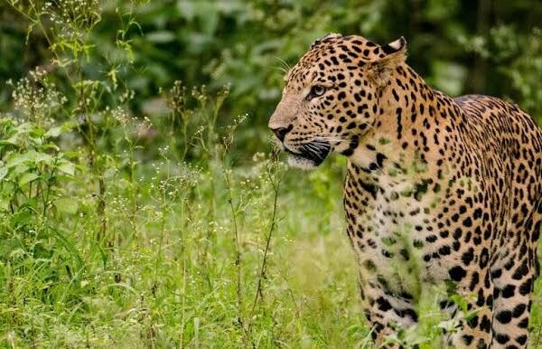 Leopard strikes again: Minor girl taken from home in Budgam area