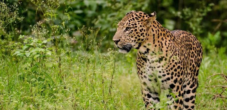 Leopard strikes once more: Minor lady taken from house in Budgam space