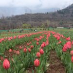 Tulip Garden attracts over 51,000 tourists in 5 days despite Ramadan