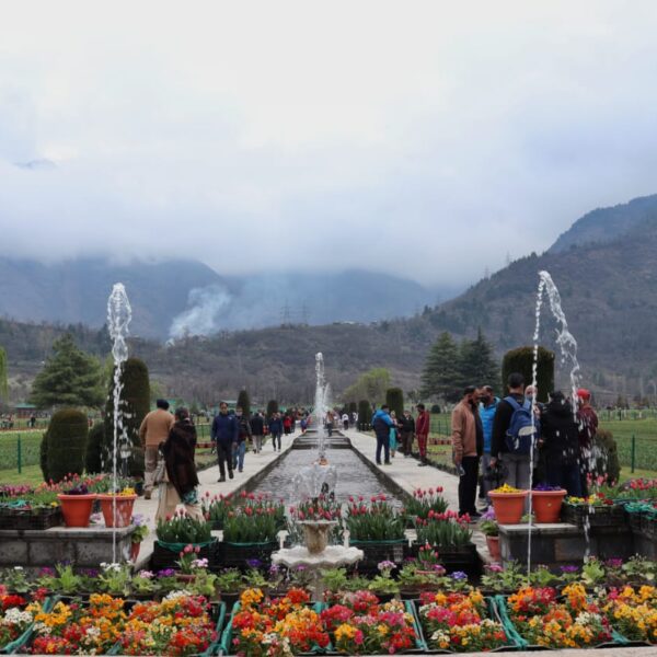 Kashmir’s tulip garden has seen nearly 3 lakh visitors