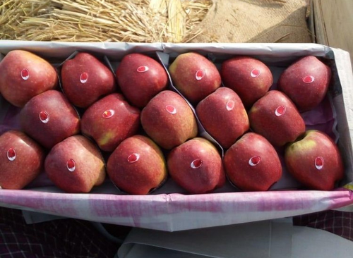 Kashmiri apple farmers suffer losses as rates fall by 40 per cent
