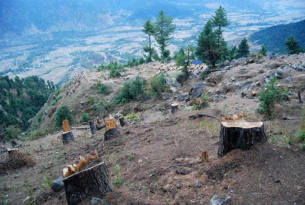 4 Non-locals among five arrested with illegally extracted forest produce in Kishtwar: Police