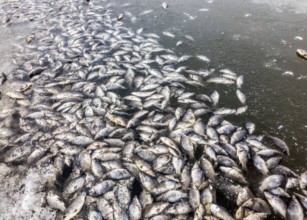 Alarm rises as Mansar lake in Jammu faces tragic fish deaths