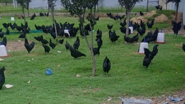 Pulwama youth runs the world’s most expensive chicken farm
