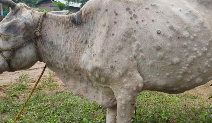 Pulwama reports 200 cases of lumpy skin disease among cattle