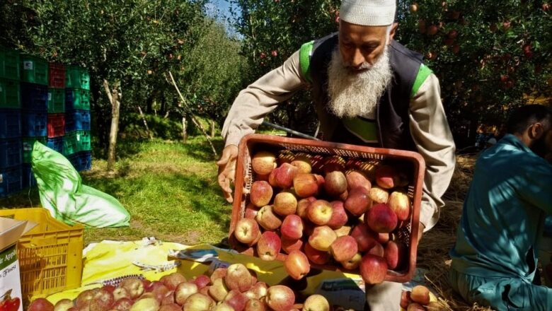 Apple farmers of Kashmir in distress due to significant price drop