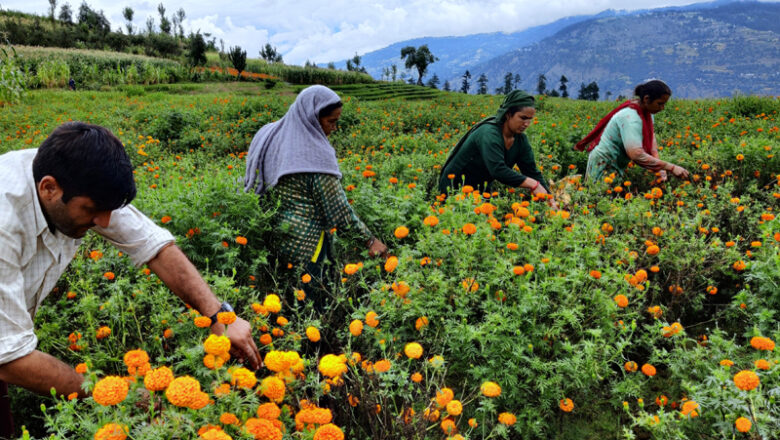 Kashmir’s commercial floriculture sector sees remarkable growth