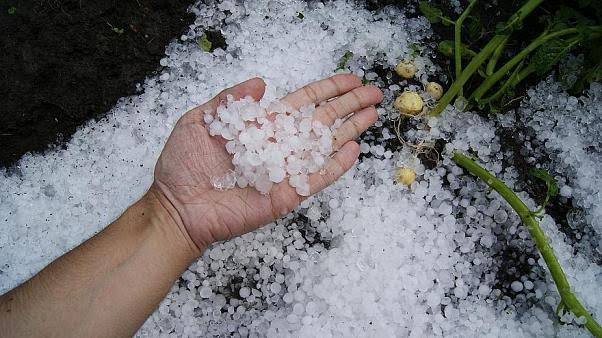 Hailstorm damages crops in south Kashmir areas