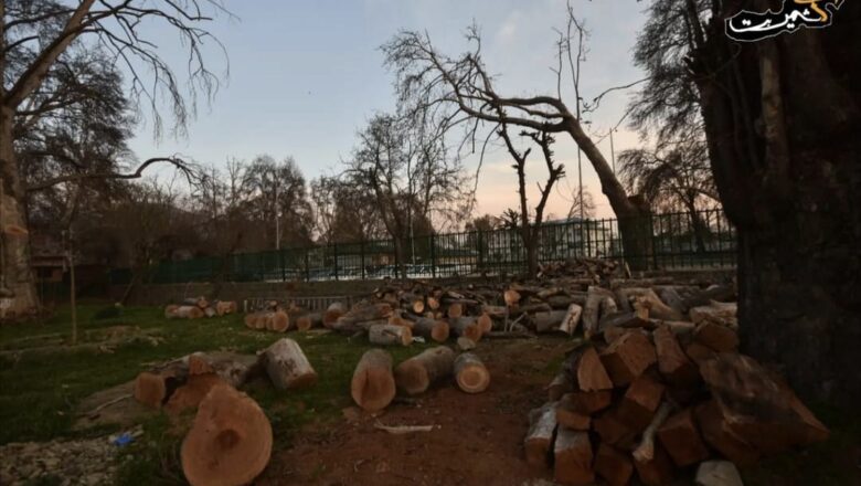Several Chinar trees lopped for Smart City Project in Srinagar