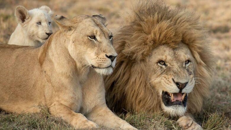 ‘Hurting religious sentiments’: Wildlife official suspended in Tripura for naming Lions as Sita and Akbar