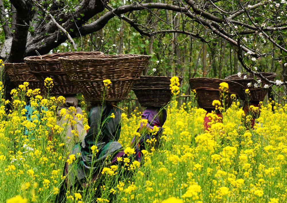 Kashmir Loosing Agricultural Land at a Drastic Pace