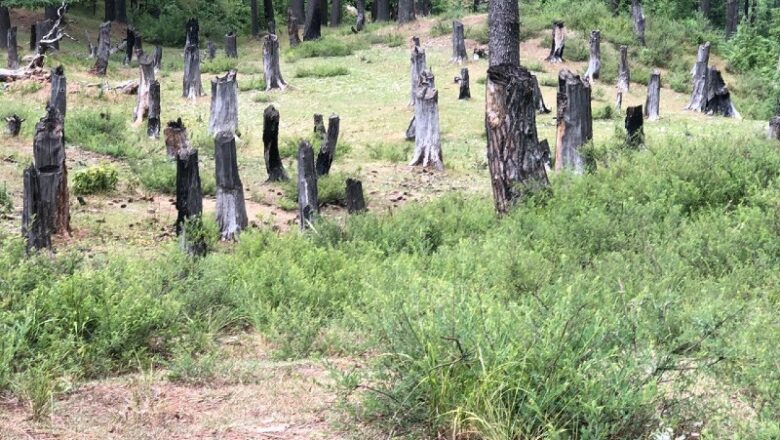 Two Arrested for Chopping Off Walnut Trees in Budgam Village