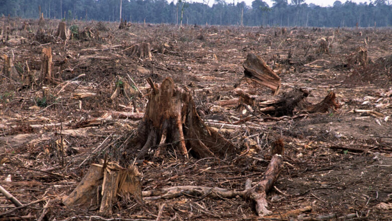 More than 3700 Families will be Displaced, Over 2 Lakh Trees Cut for Hydroelectricity Project in Jammu Kashmir