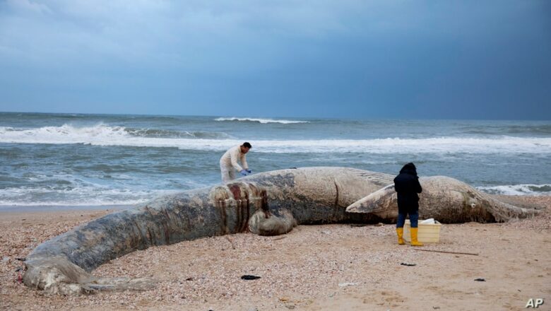 Israel Shuts Mediterranean Shore After Oil Devastates Coast