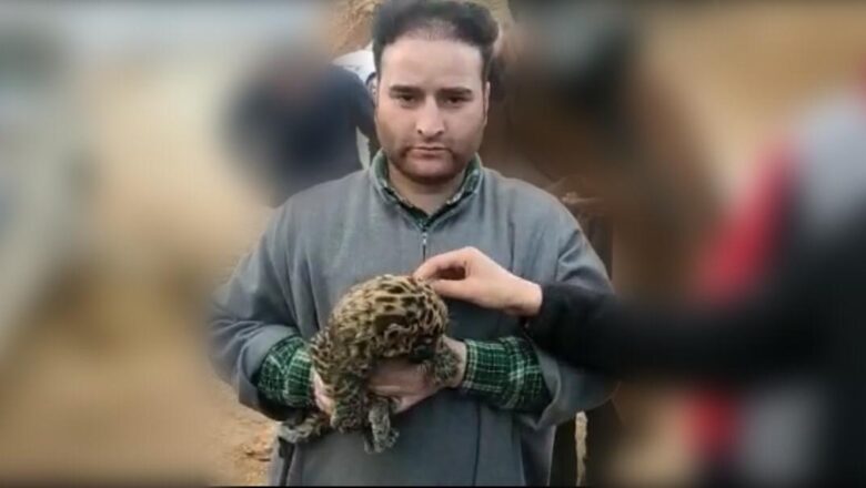 Leopard Cub Caught by Wildlife Employees in Dooru Village