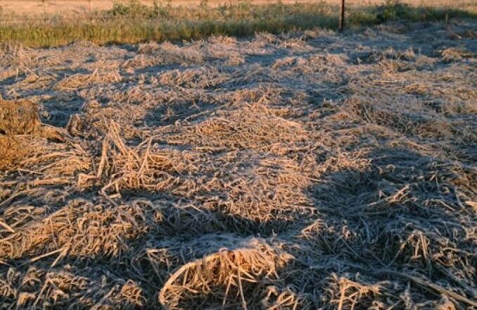 Farmers in Haryana Destroyed Wheat Crops in Protest against Farm Laws