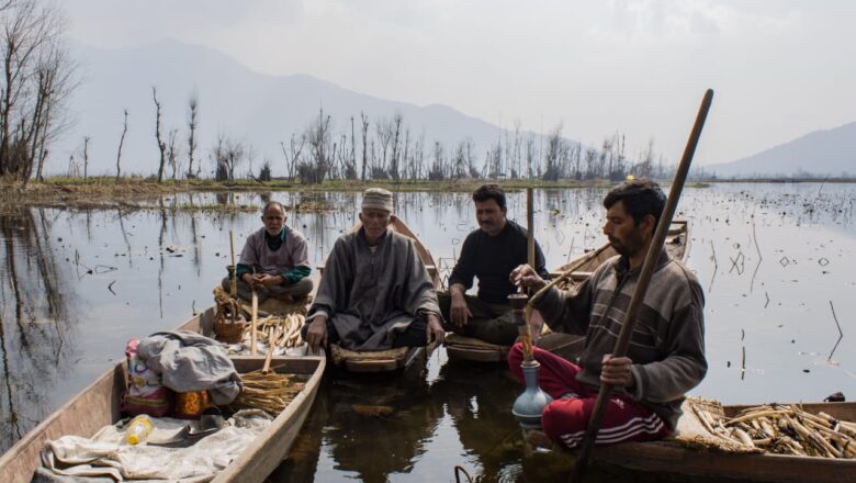 A Day into the World of Lotus Stem (Nadur) Harvesters of Kashmir