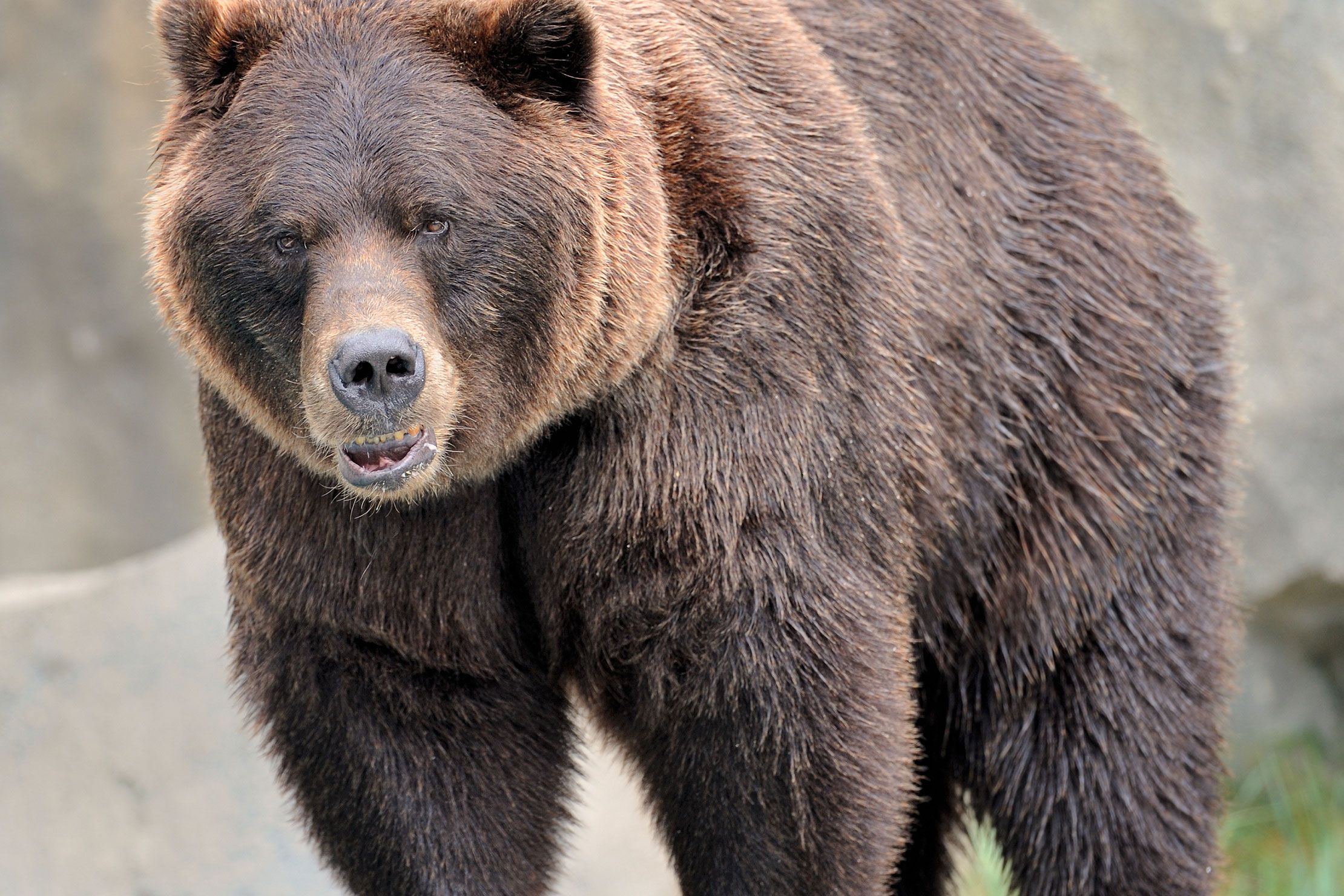 Woman among 3 injured in bear attack at Kulgam