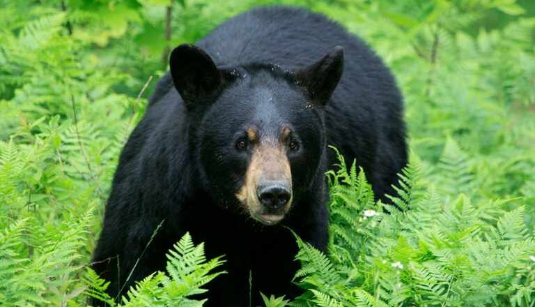 Nomad lady injured in a bear attack in Kund