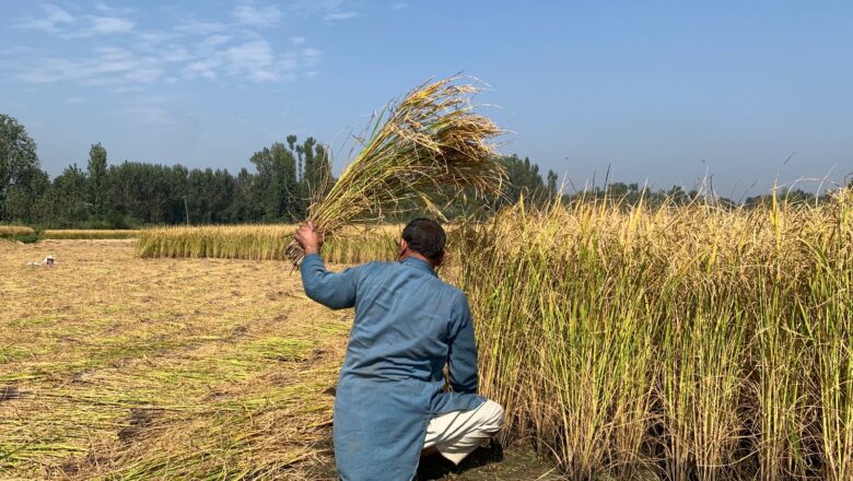 Amid Ramadhan, reducing rice allotment quota anguishes Kashmir’s downtrodden