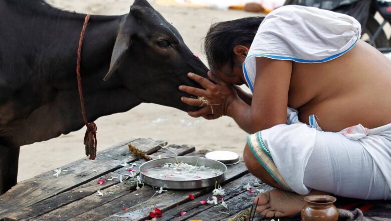 Cows Should Be Given Fundamental Rights and Declared as National Animal: Allahabad High Court