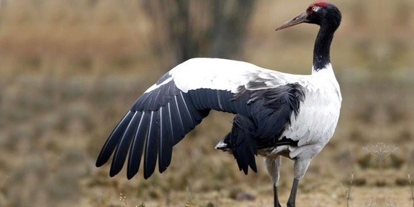 Ladakh Declares Black-Necked Crane as its State Bird