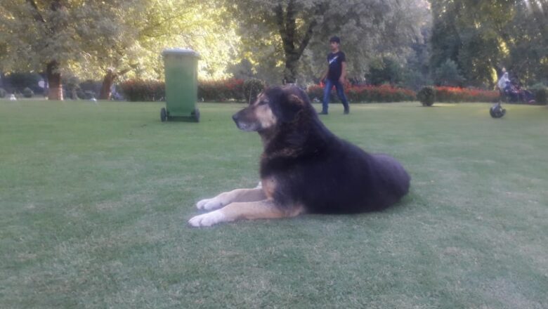 Botanical Garden Kokernag turns into a Dog Playground