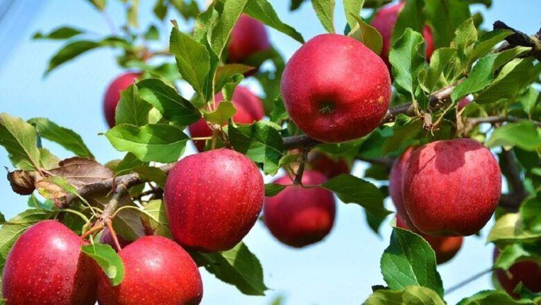 Hundreds of apples stolen by unknown persons in Shopian area