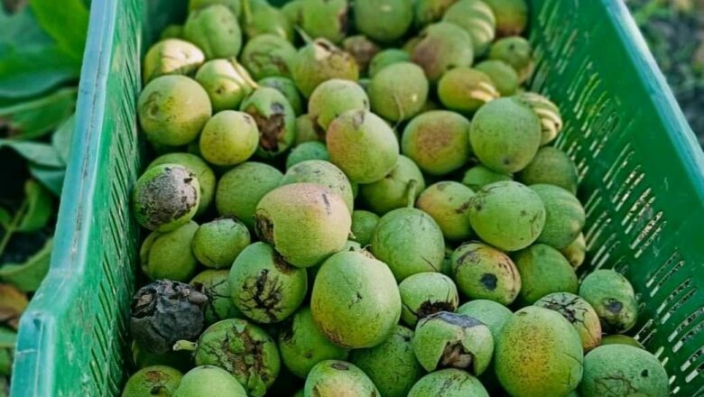 Walnut Harvest Season Begins; Pluckers Fear Death Amid Several Reports of Casualties After Falling Off Trees