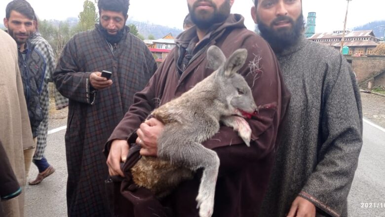Fawn Caught Alive in Dandipora Anantnag
