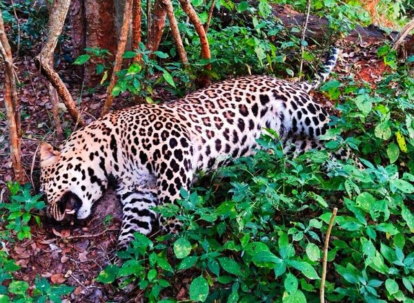 Leopard spotted on Jammu-Srinagar Highway