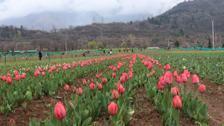 Tulip Garden attracts over 51,000 tourists in 5 days despite Ramadan