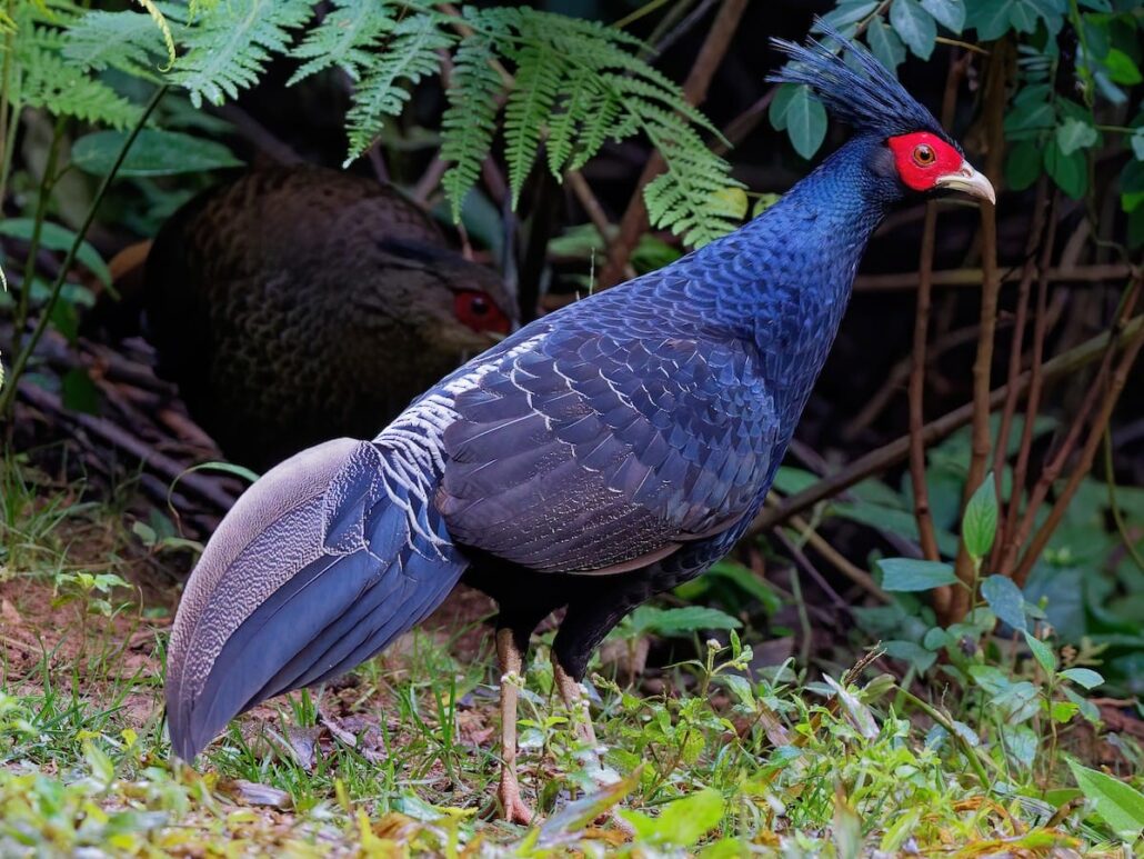 Kalij Pheasant