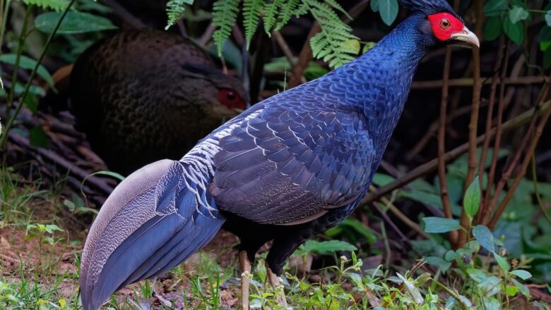 J&K adopts Kalij Pheasant as UT bird; No change in State animal