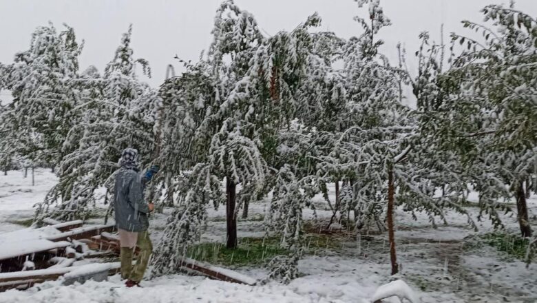 ‘To be on the safe side, farmers should begin early harvesting of fruits’, Snowfall predicted from 31 October