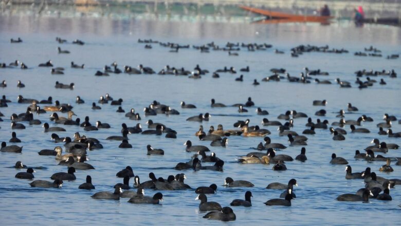 Lesser Number of Migratory Birds Return to Kashmir’s Hokersar Wetland