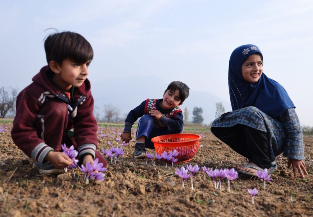 Children harvesting saffron flowers in Pampore Kashmir during sunrise in autumn