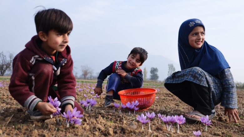 Kashmiri saffron health benefits backed by science and tradition