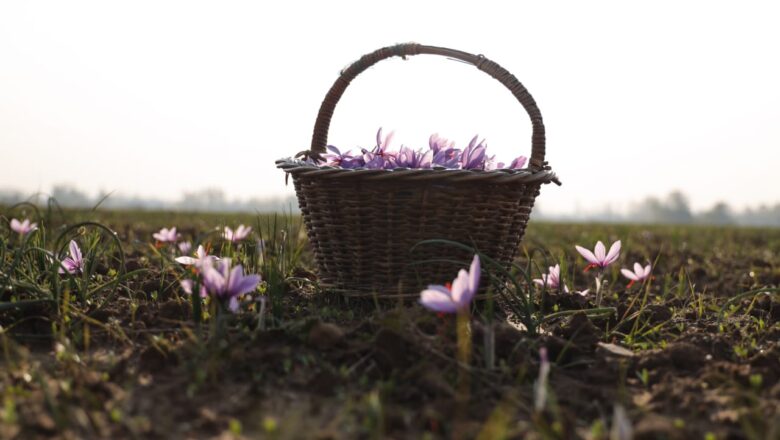 Despite delayed bloom, Pampore’s saffron fields draw hundreds of tourists