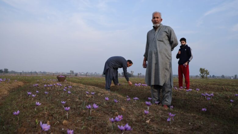 Industrial pollution forces transition of Kashmir’s Saffron farmers to new frontiers