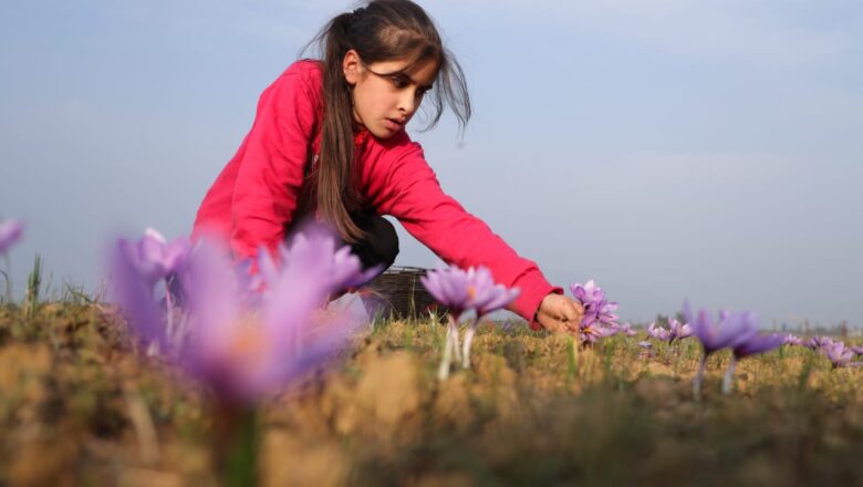 Indoor saffron cultivation introduced in Kishtwar