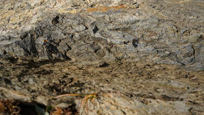 Giant Fossil Site Discovered in Kulgam