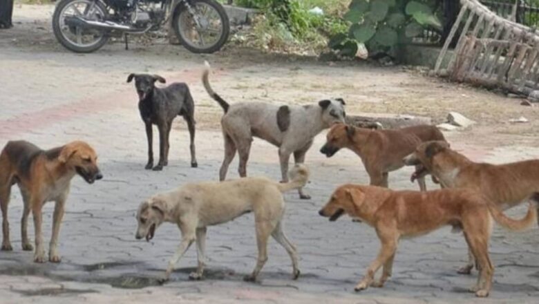 Seven persons injured after attacked by stray dogs in Kupwara