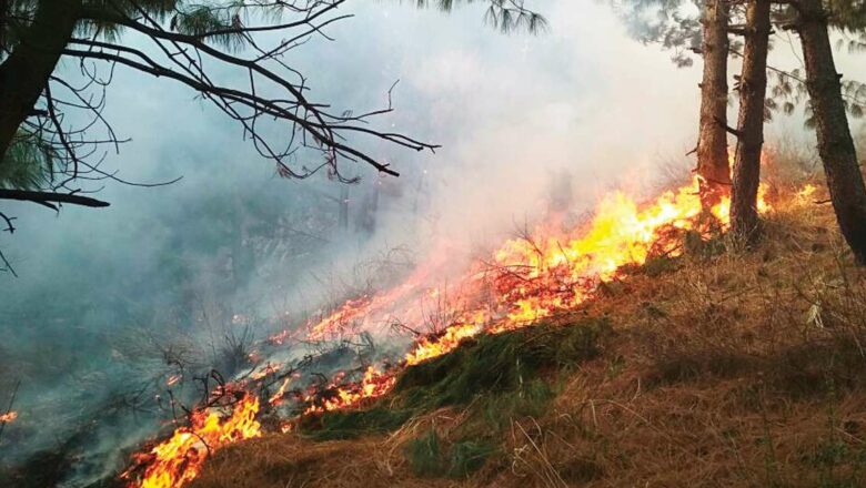 Major fire erupts in Bijhama forest area in north Kashmir