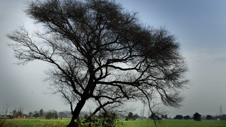 Unknown persons cut down scores of ‘kikar’ trees from Handwara nursery