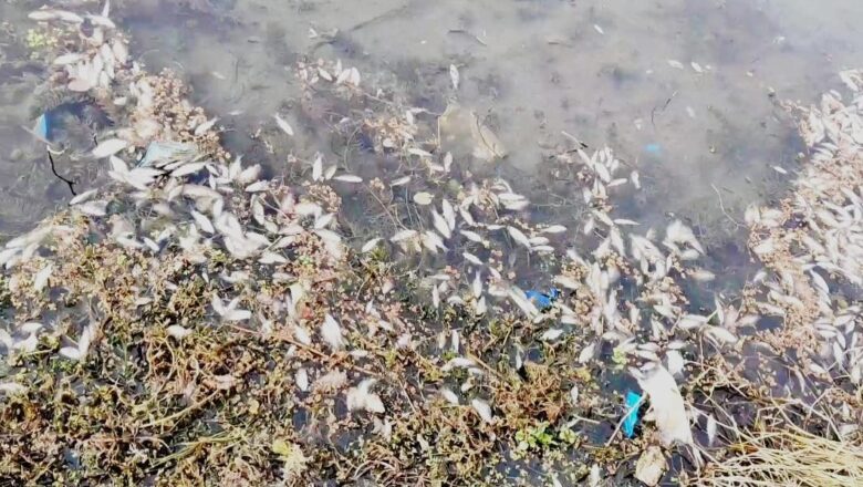 Small fish at Manasbal lake die due to low water level, pollution caused by Sewage