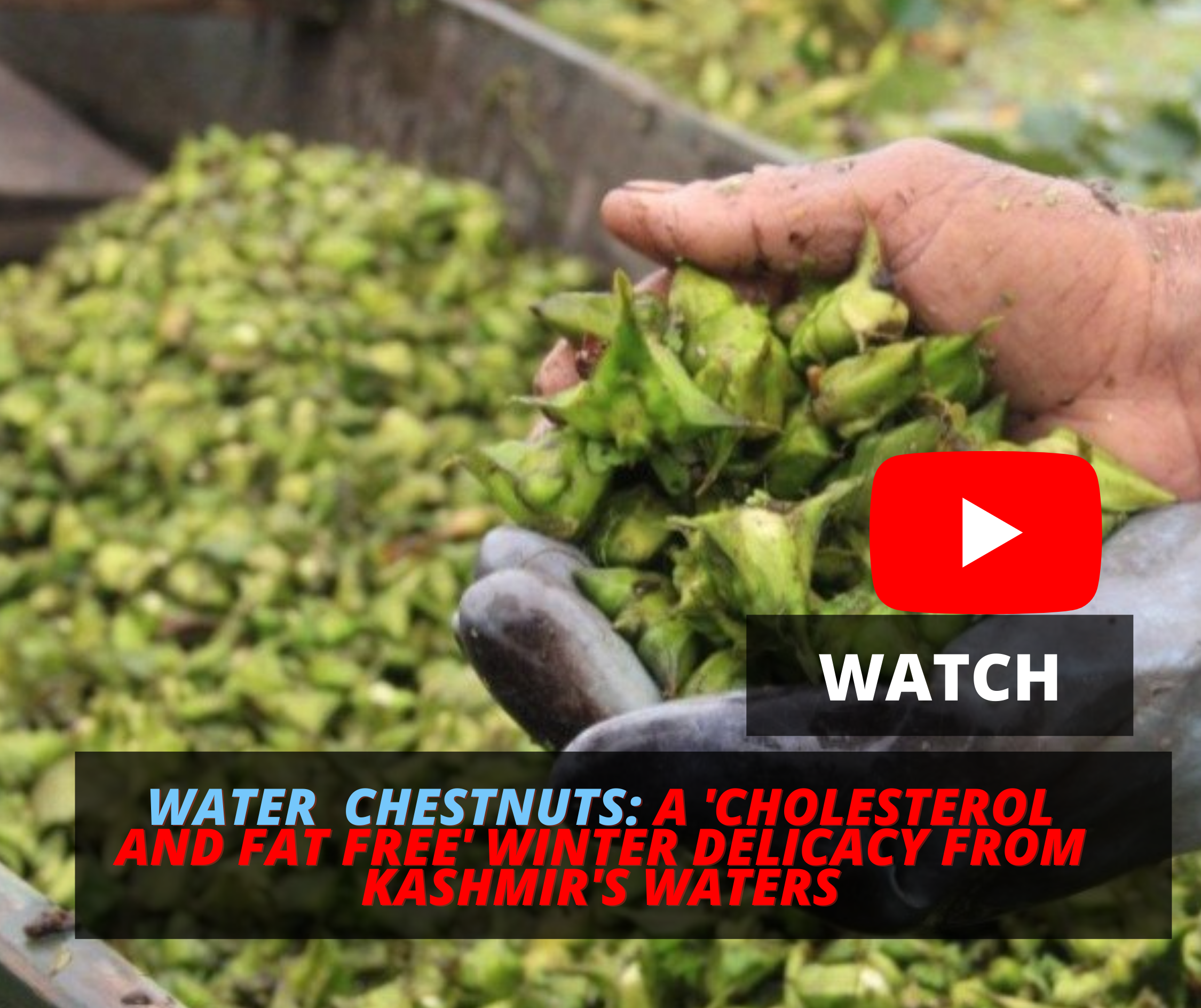 Watch- Water Chestnuts: A ‘Cholesterol and Fat Free’ Winter Delicacy from Kashmir’s Waters