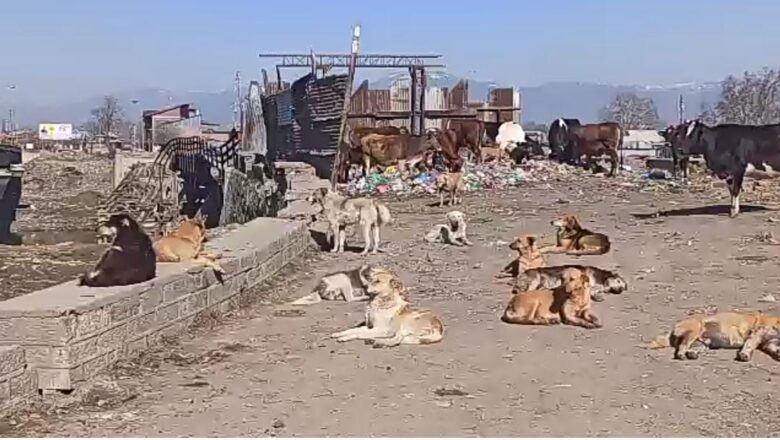 Heaps of Garbage Dump on Chankhan Sopore Bridge, residents suffer