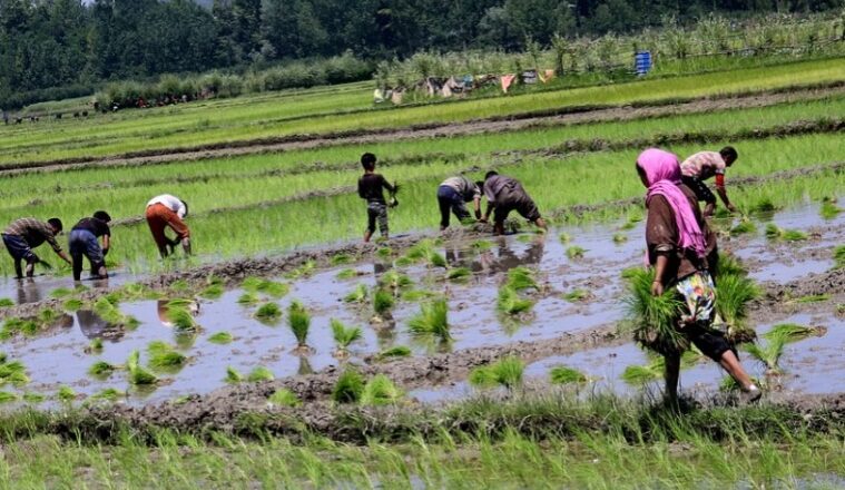 ‘Do not to cultivate paddy crop this year’: Advisory issued for Sopore farmers