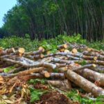 Massive protests continue over proposed tree cutting for flyover in Assam